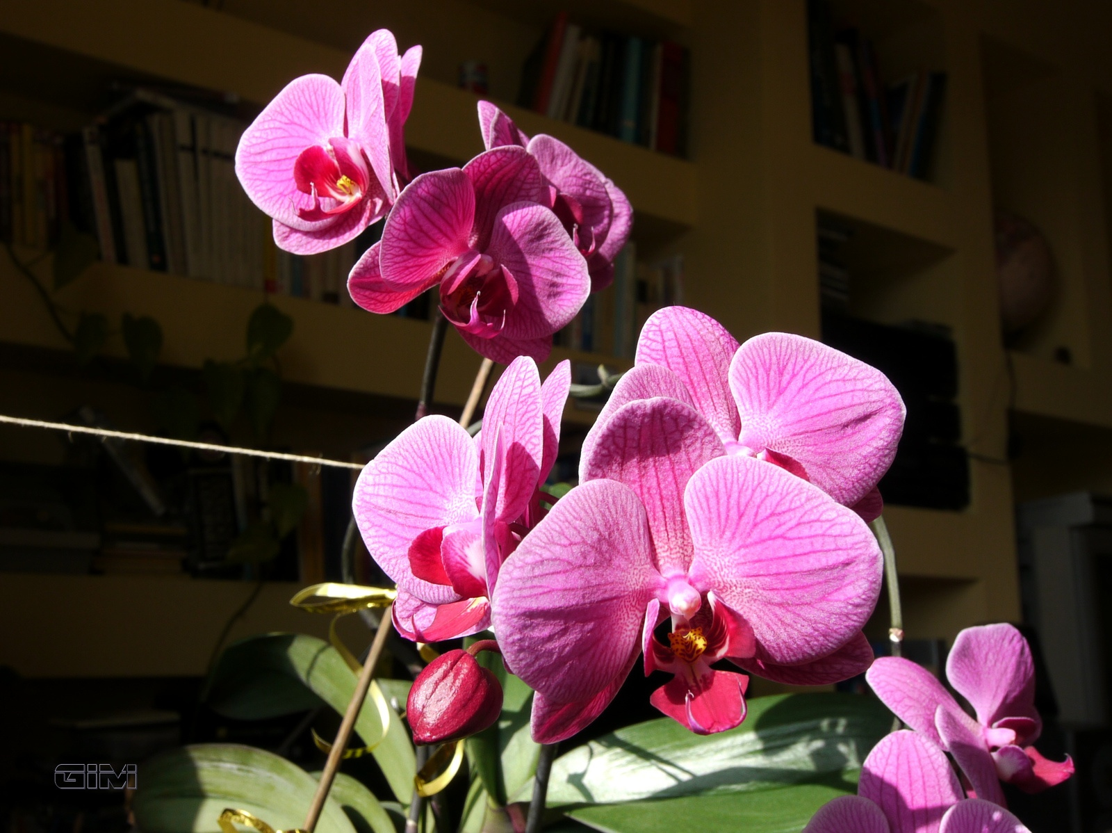 Orchidea délutáni napfényben