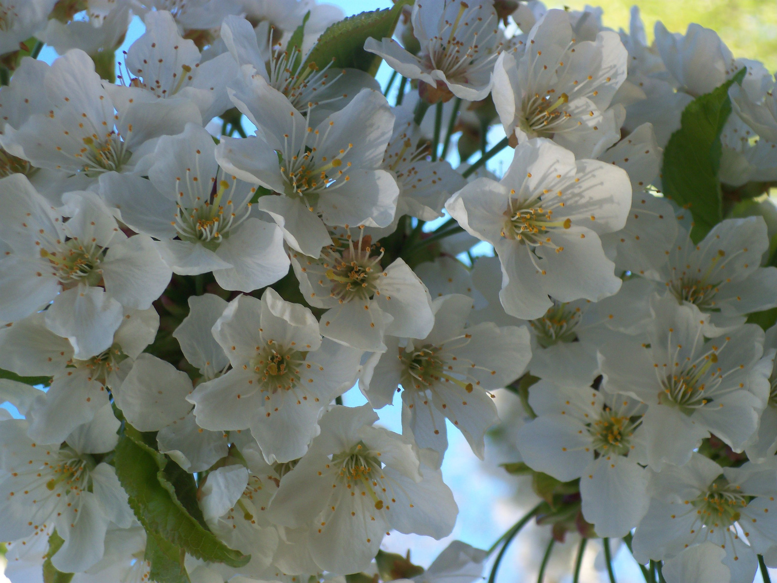 Cseresznyefa virága 2