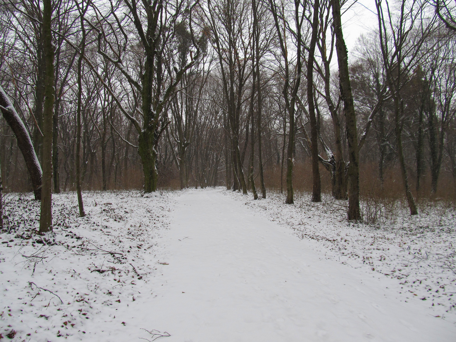 Gödöllő Erzsébet park télen 2