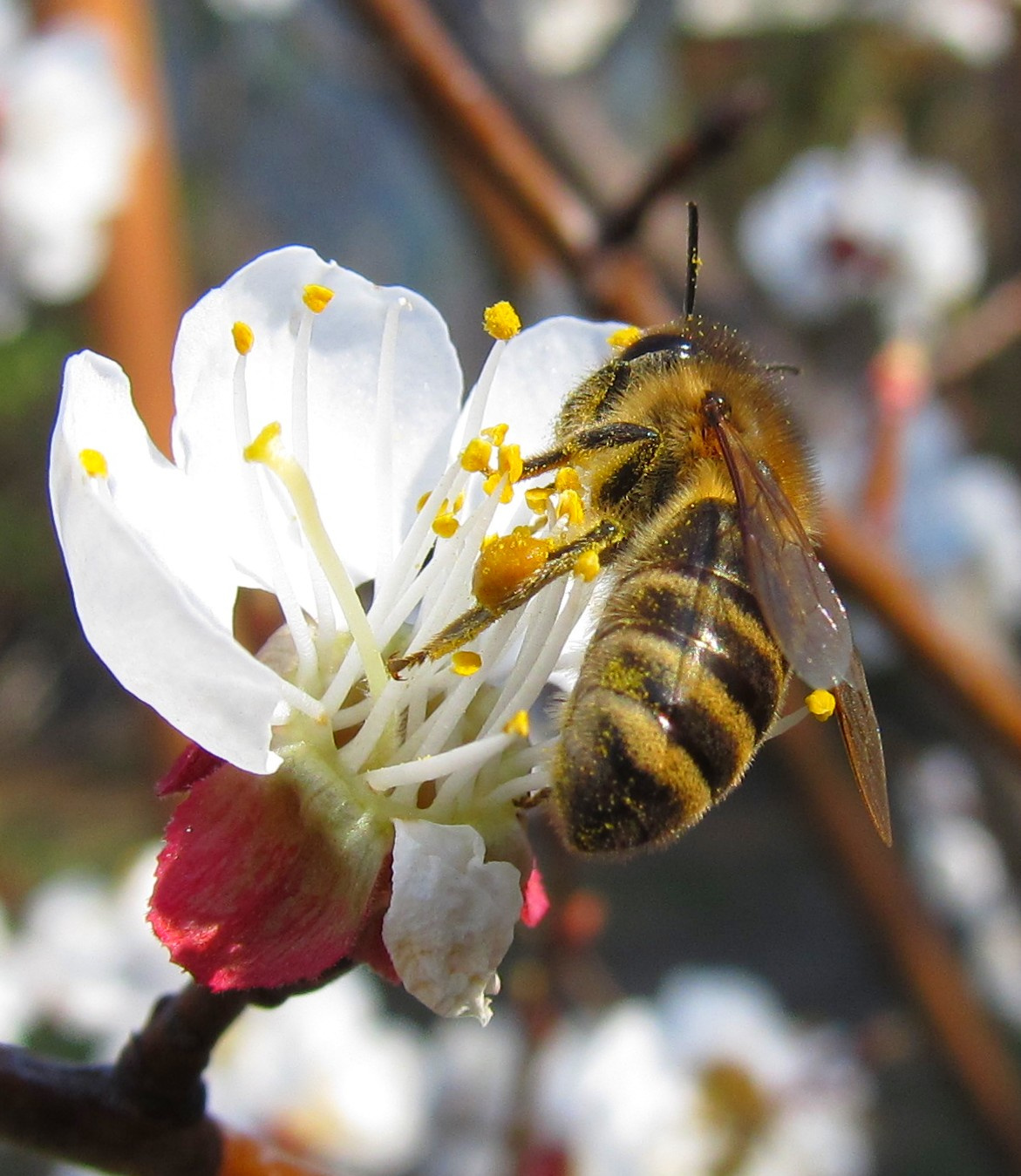 Méhecske a barackfa virágán