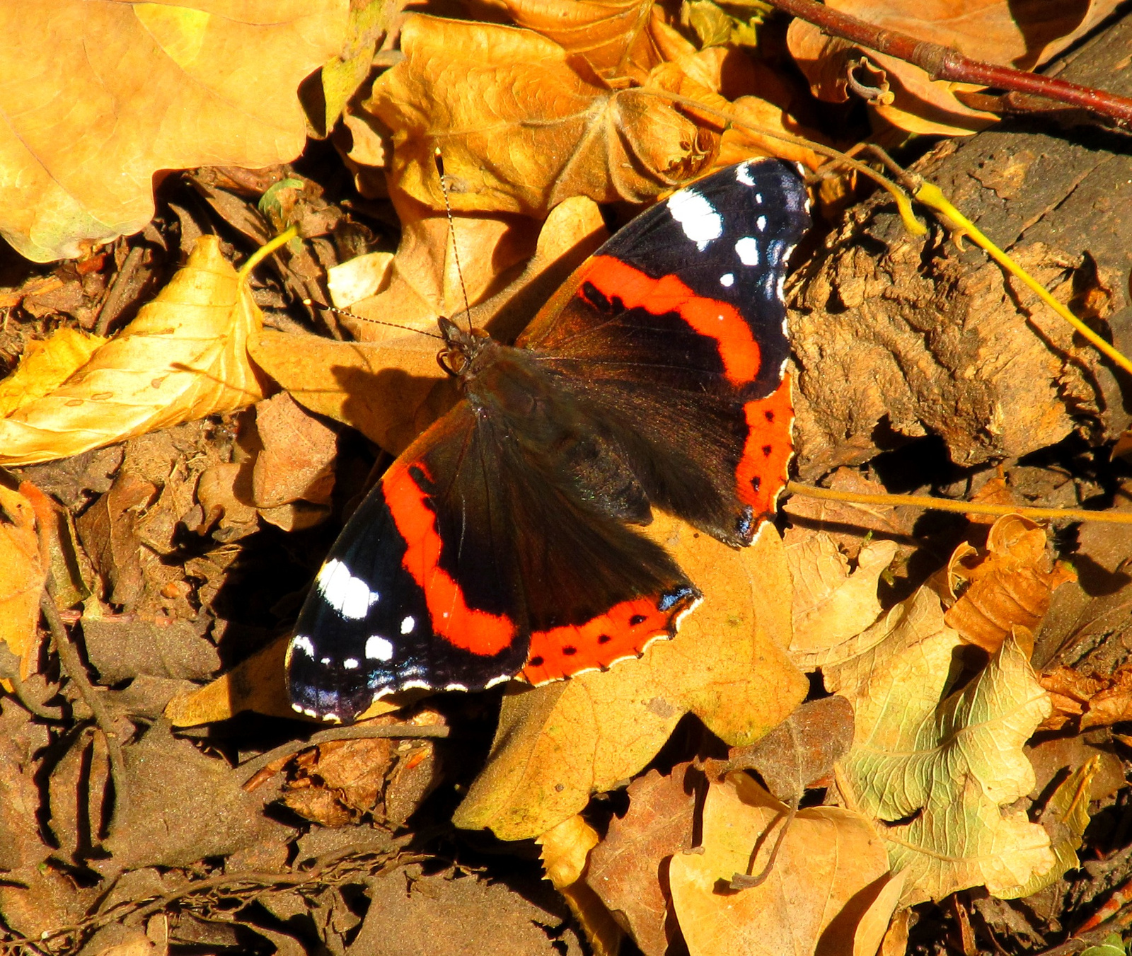 Atalanta-lepke