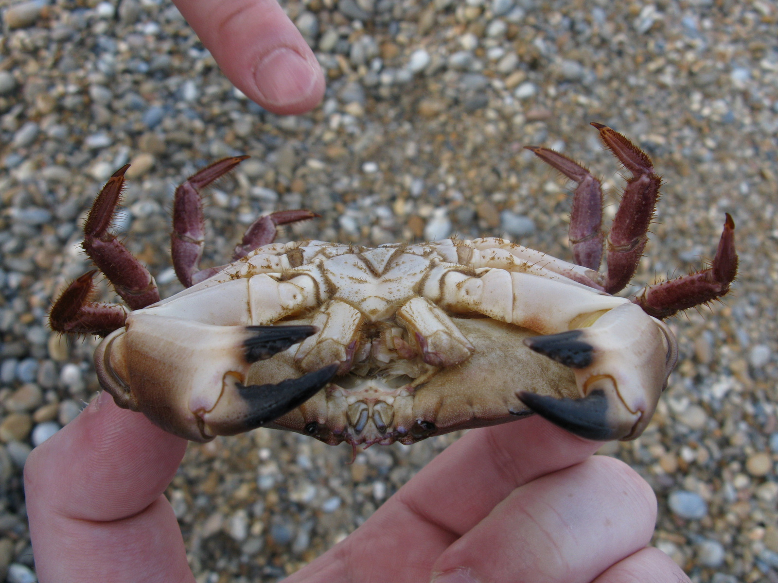 Crab belly