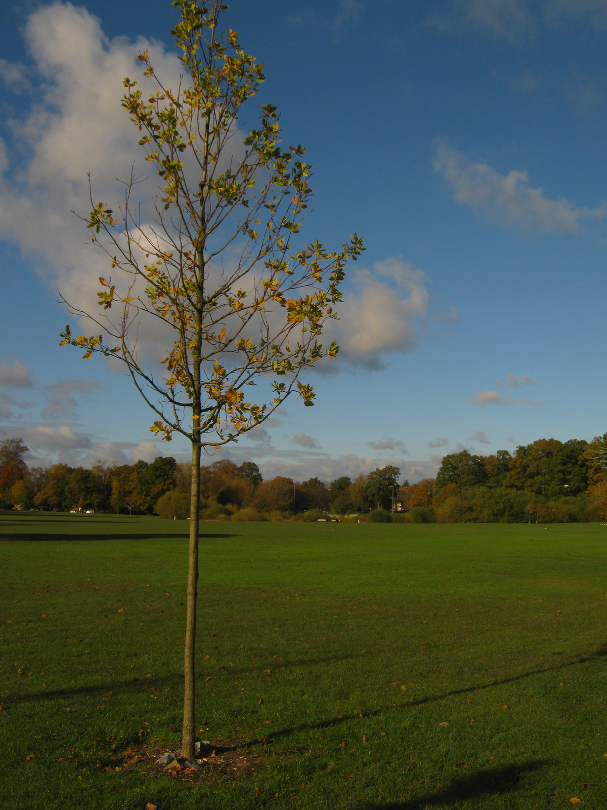 20121108 tájképek (14) - Copy