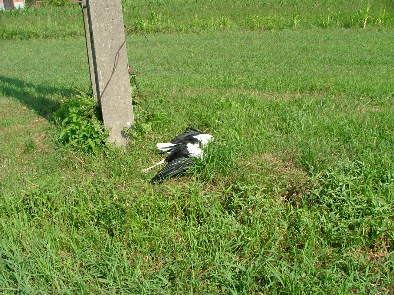 2011.07.19. gólya tetem 001