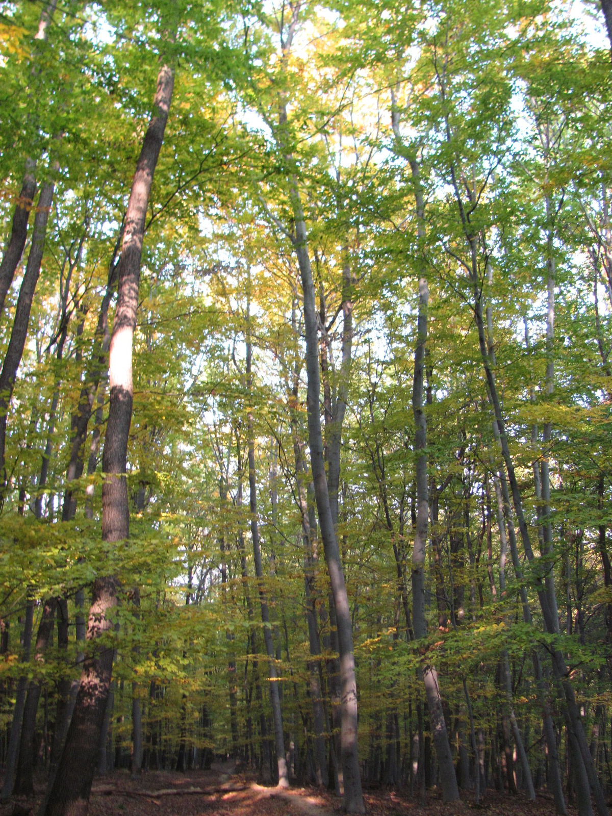 2011.10.31.Zengő,Réka-völgy,Pécsvárad 030