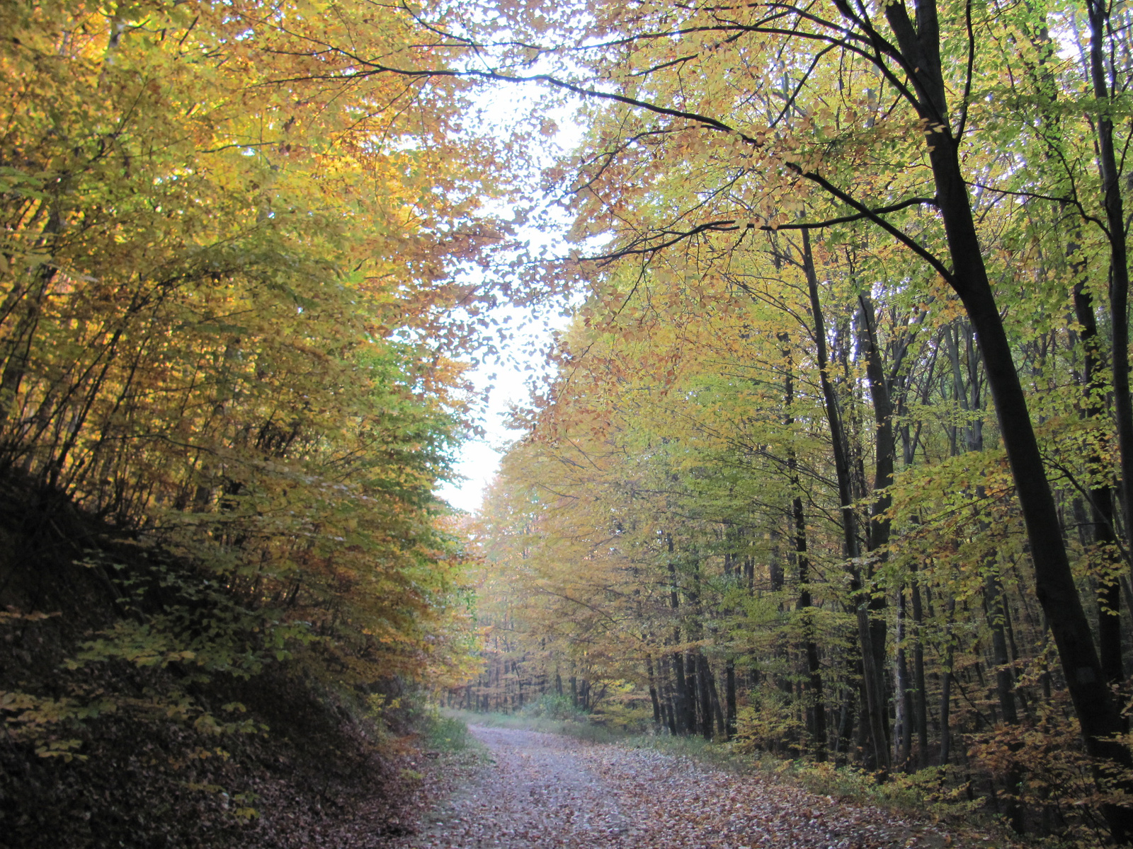 2011.10.31.Zengő,Réka-völgy,Pécsvárad 059