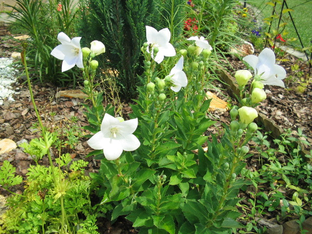 fehér harangvirág