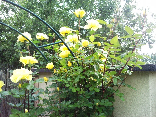 sárga futó rózsám