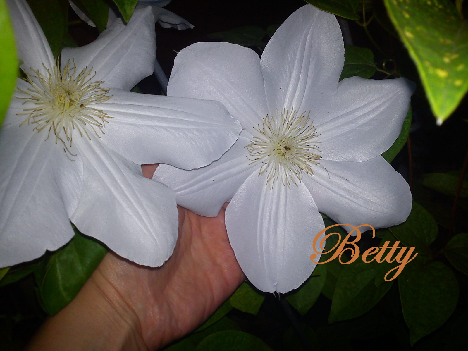 2012.06.10. Nagy virágú clematis