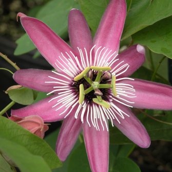 passiflora violacea form3