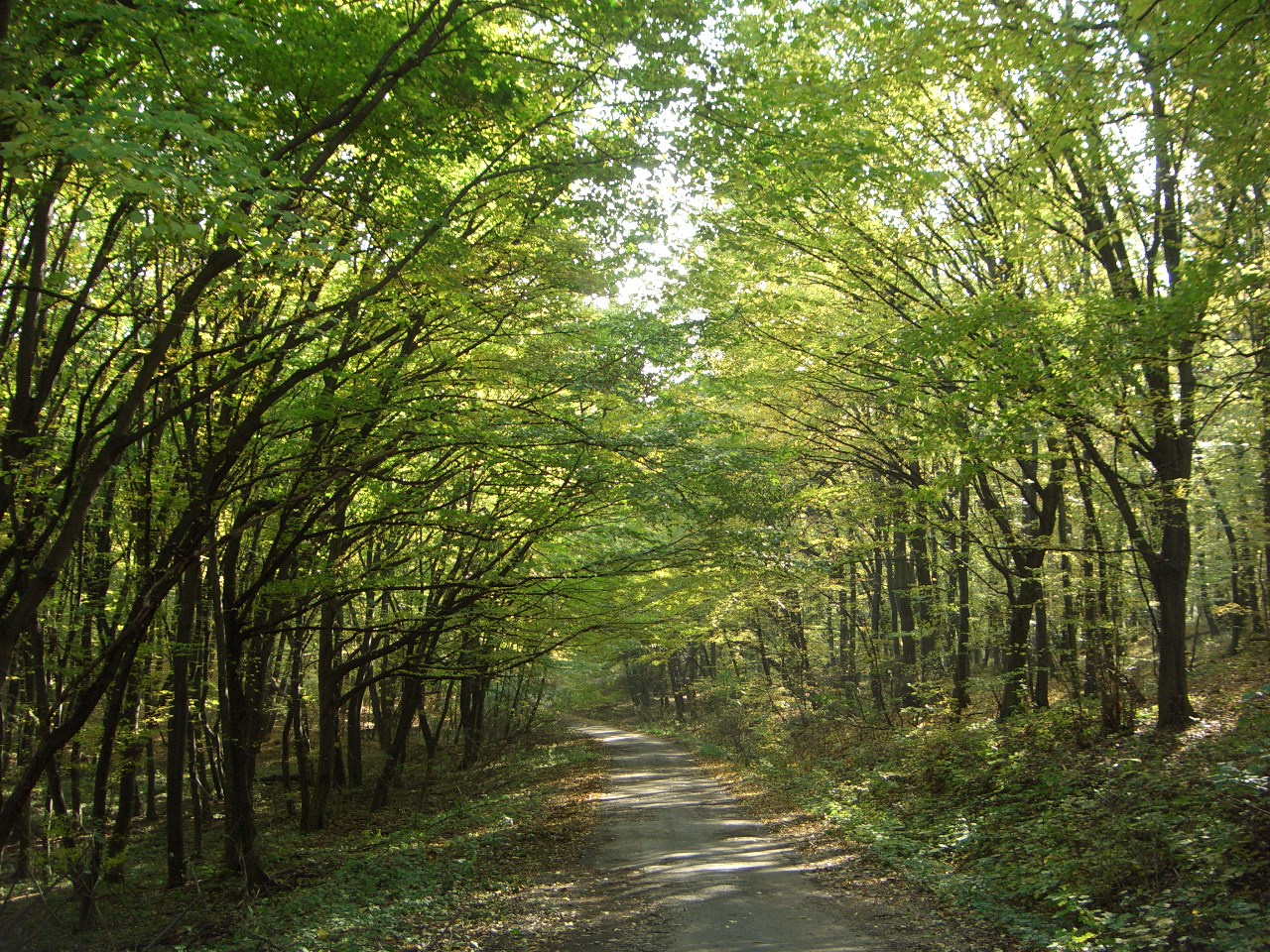 Vértes 2009.10.27-29. 156