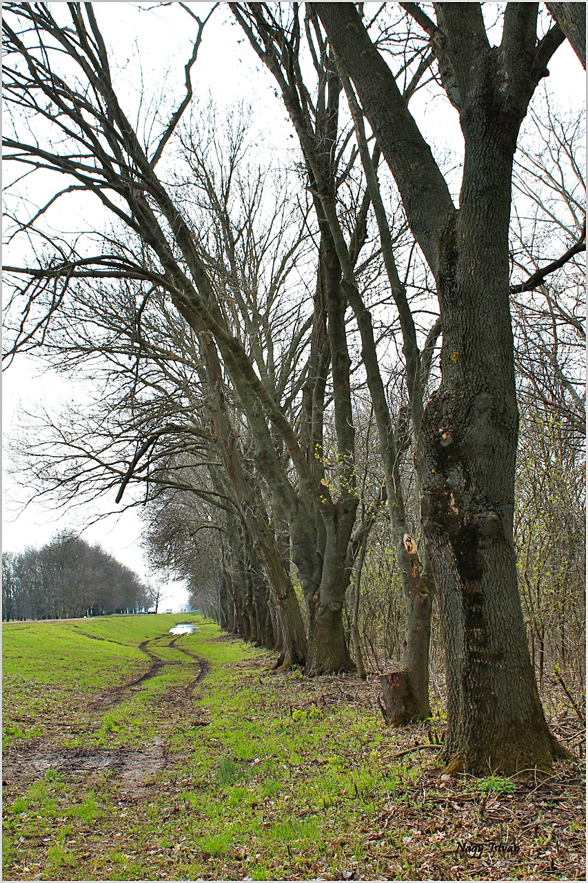 Árvíz 2013 - Hortobágy-Berettyó 061