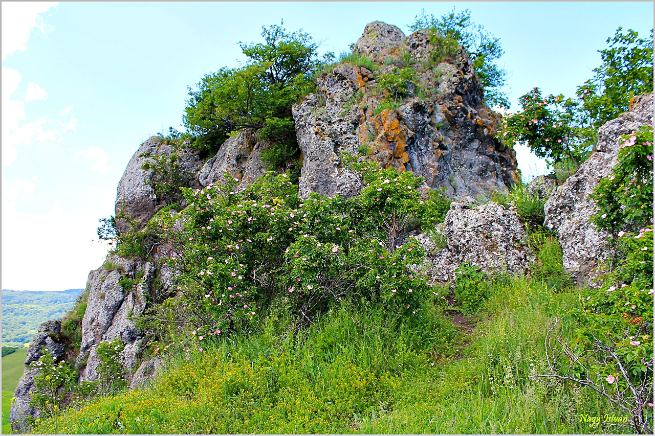 Sőreg 2013 015