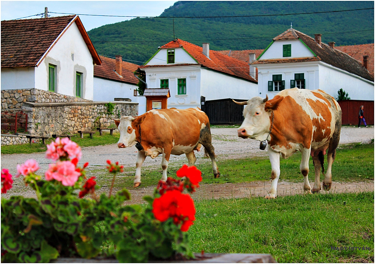 Torockó 2013 235