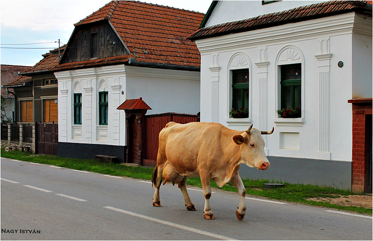 Torockó 2013 230