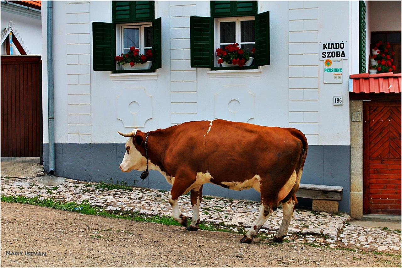 Torockó 2013 225