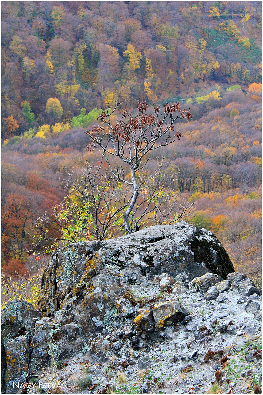 Vadálló-kövek túra 2013 089