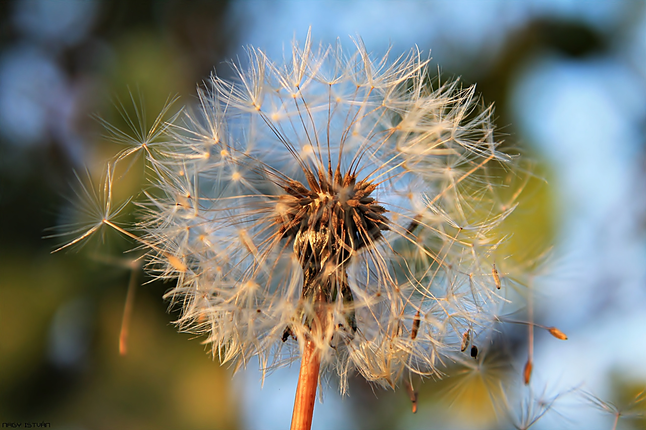 Dandelion 064