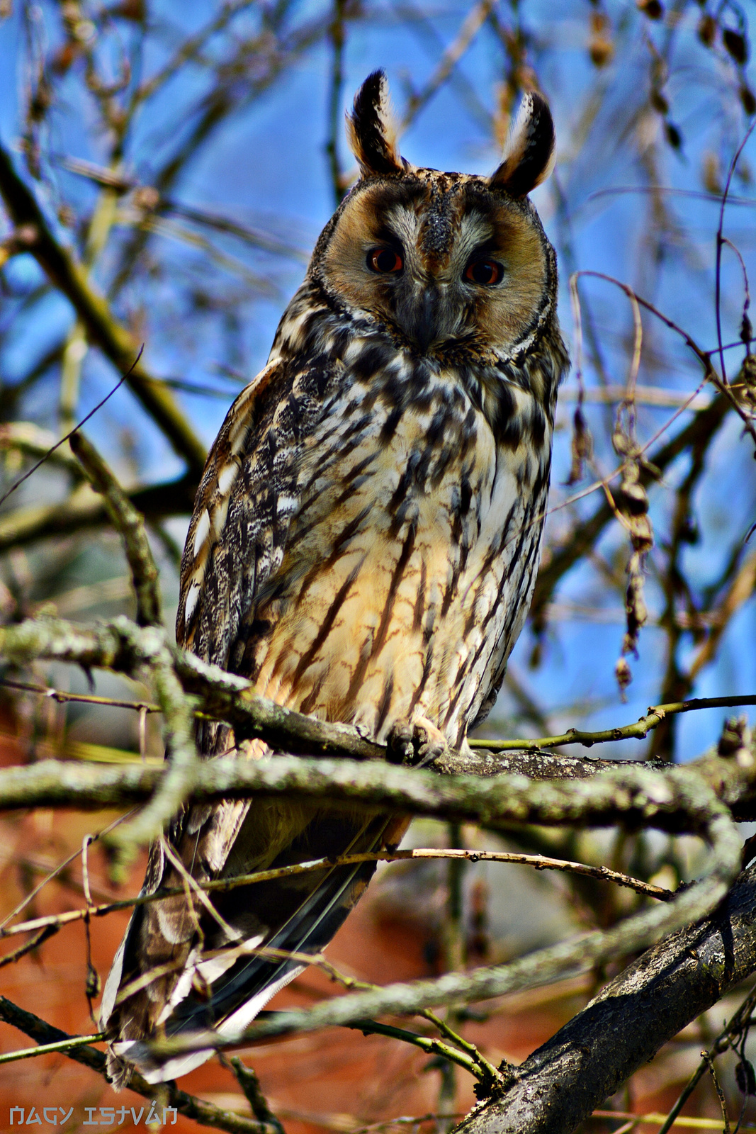 Owl 015