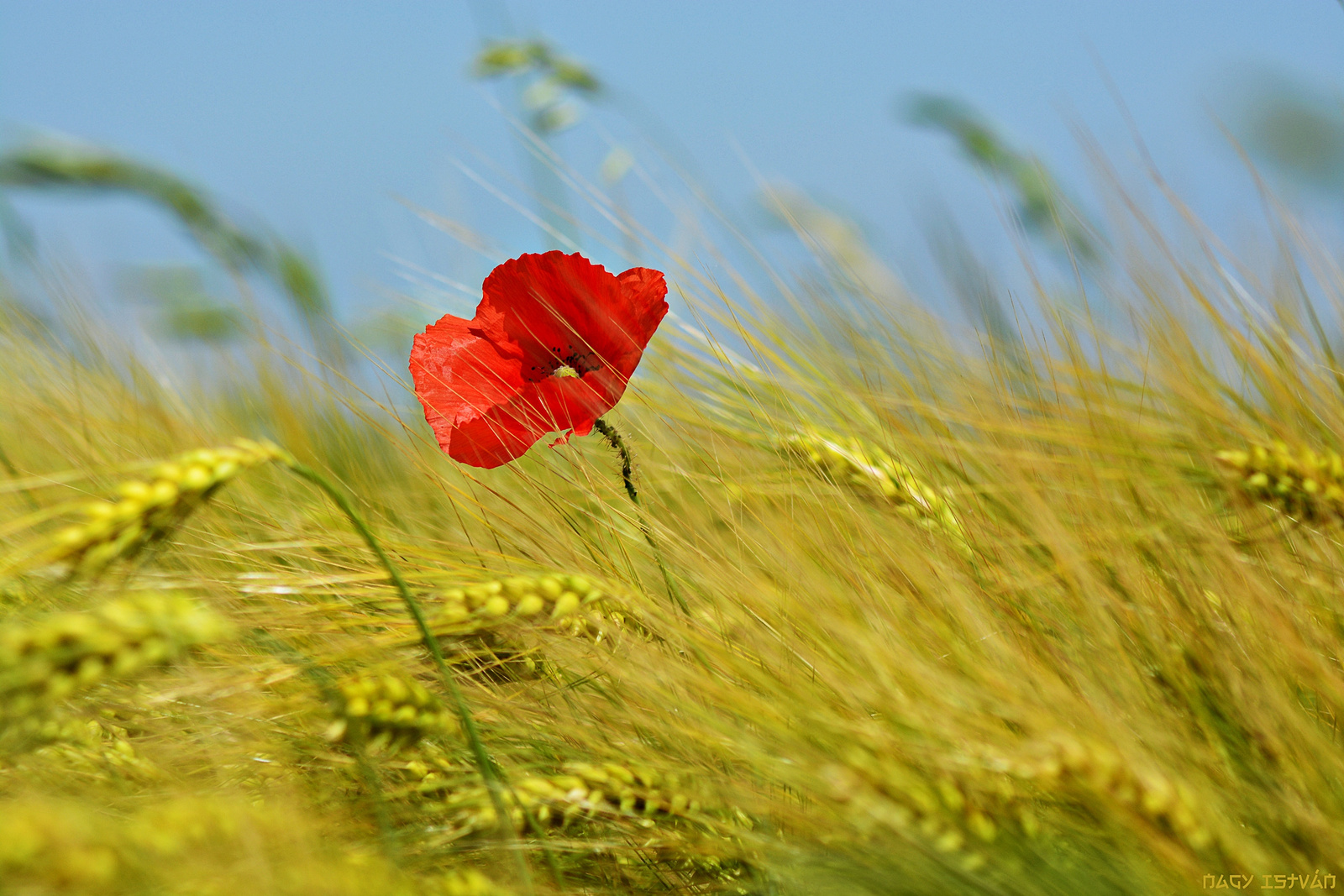 Poppy flower in grain field