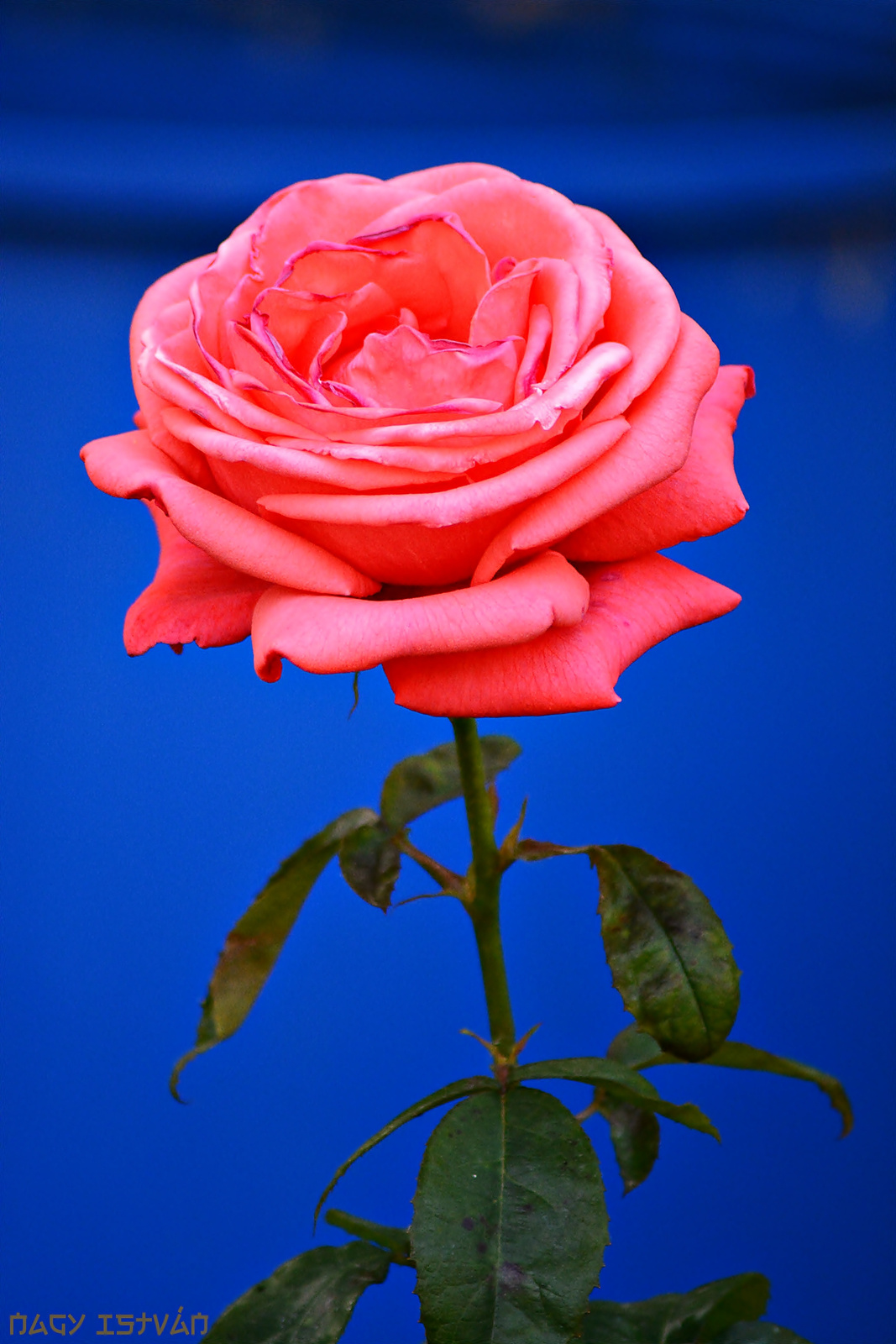 Rose 0035