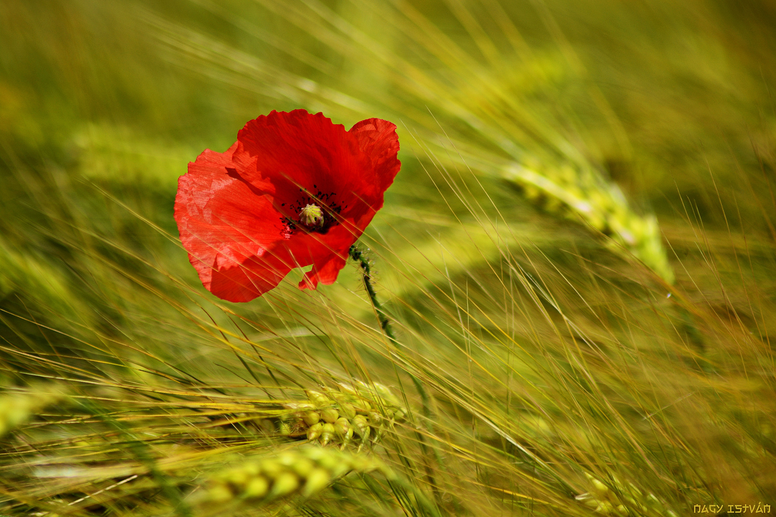 Poppy flower in grain field #3