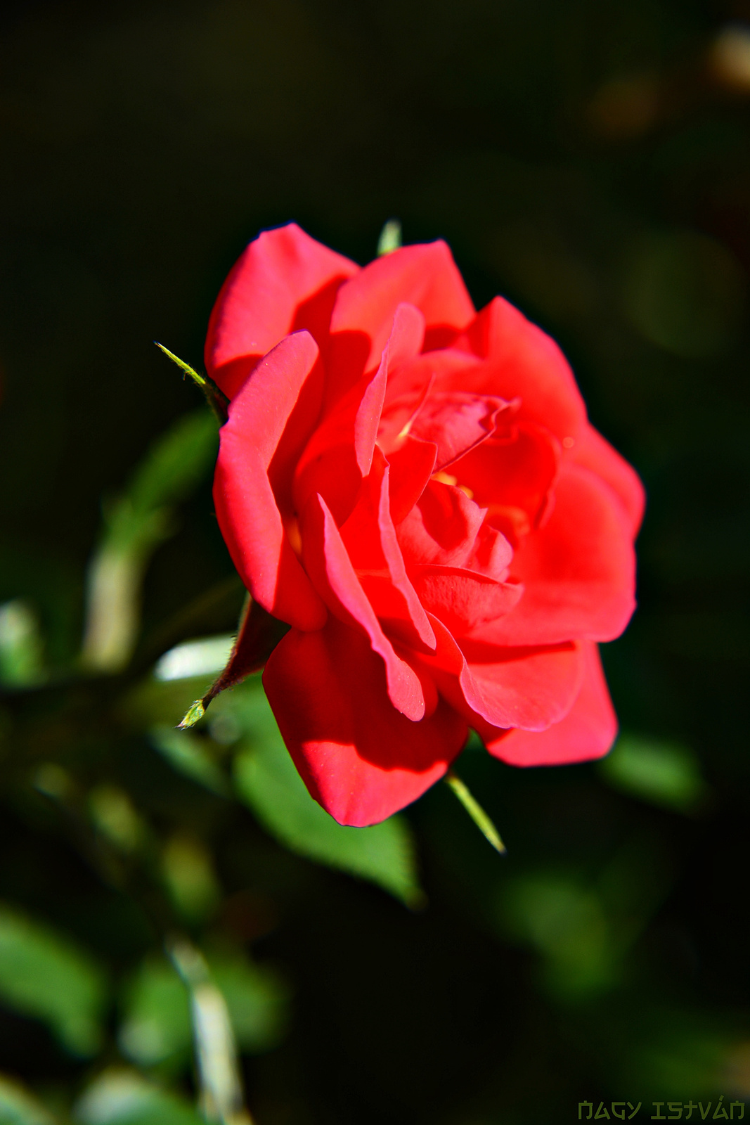 Rose 0012