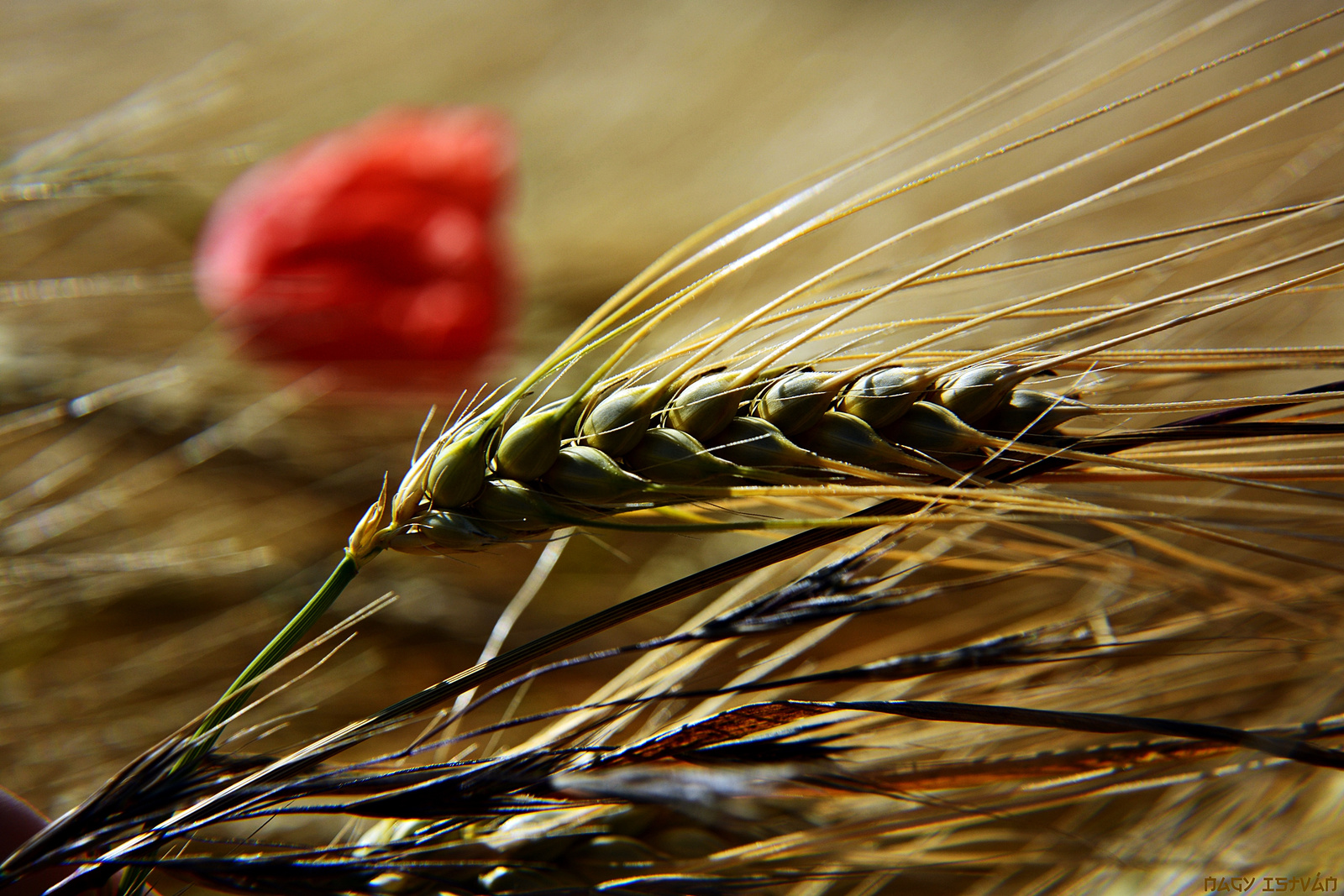 Grain 0087