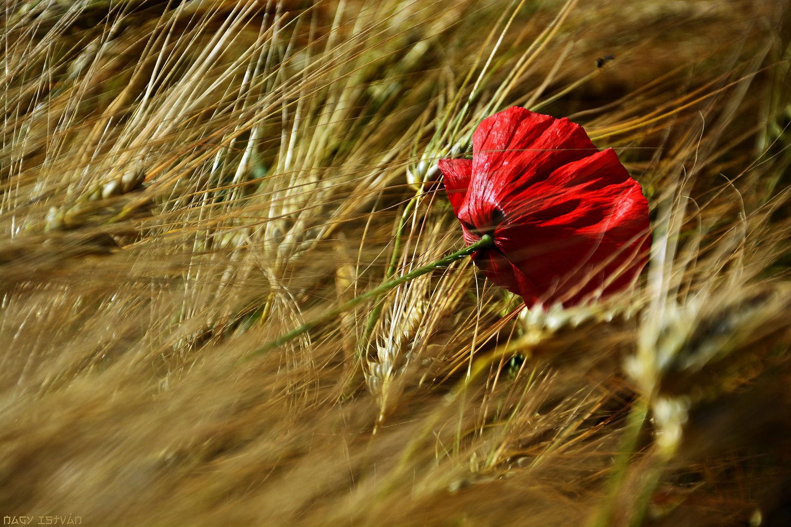 Poppy flower in grain field #4