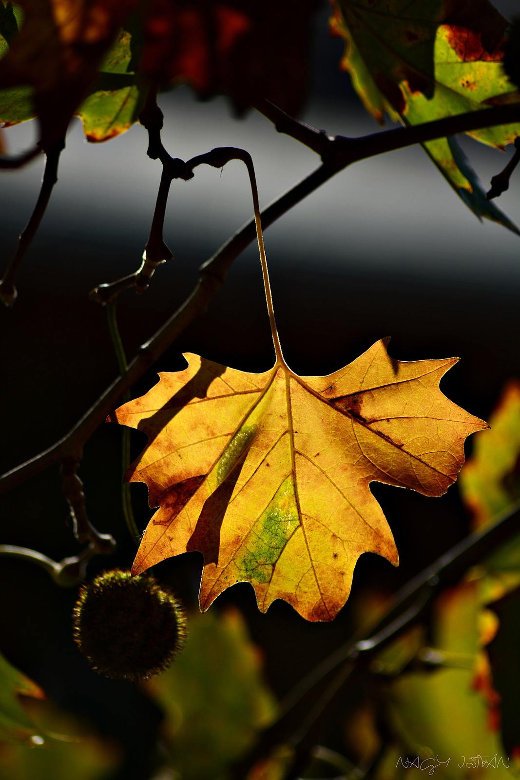 Autumn leaves 0069