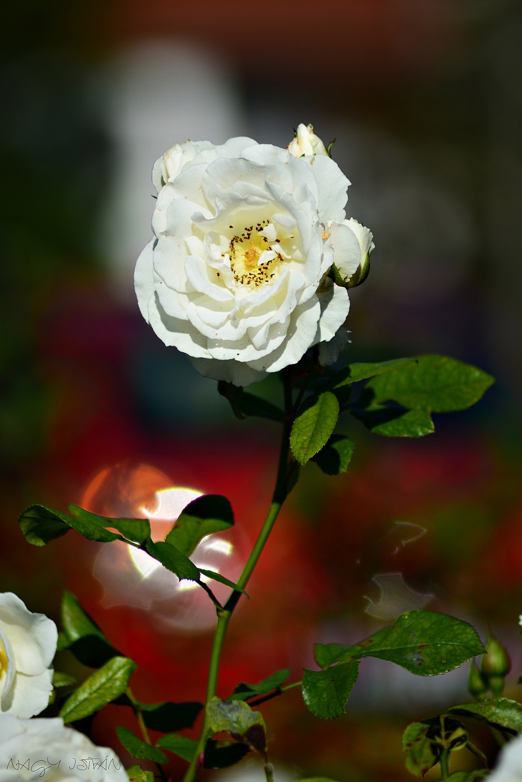 White Rose 0052