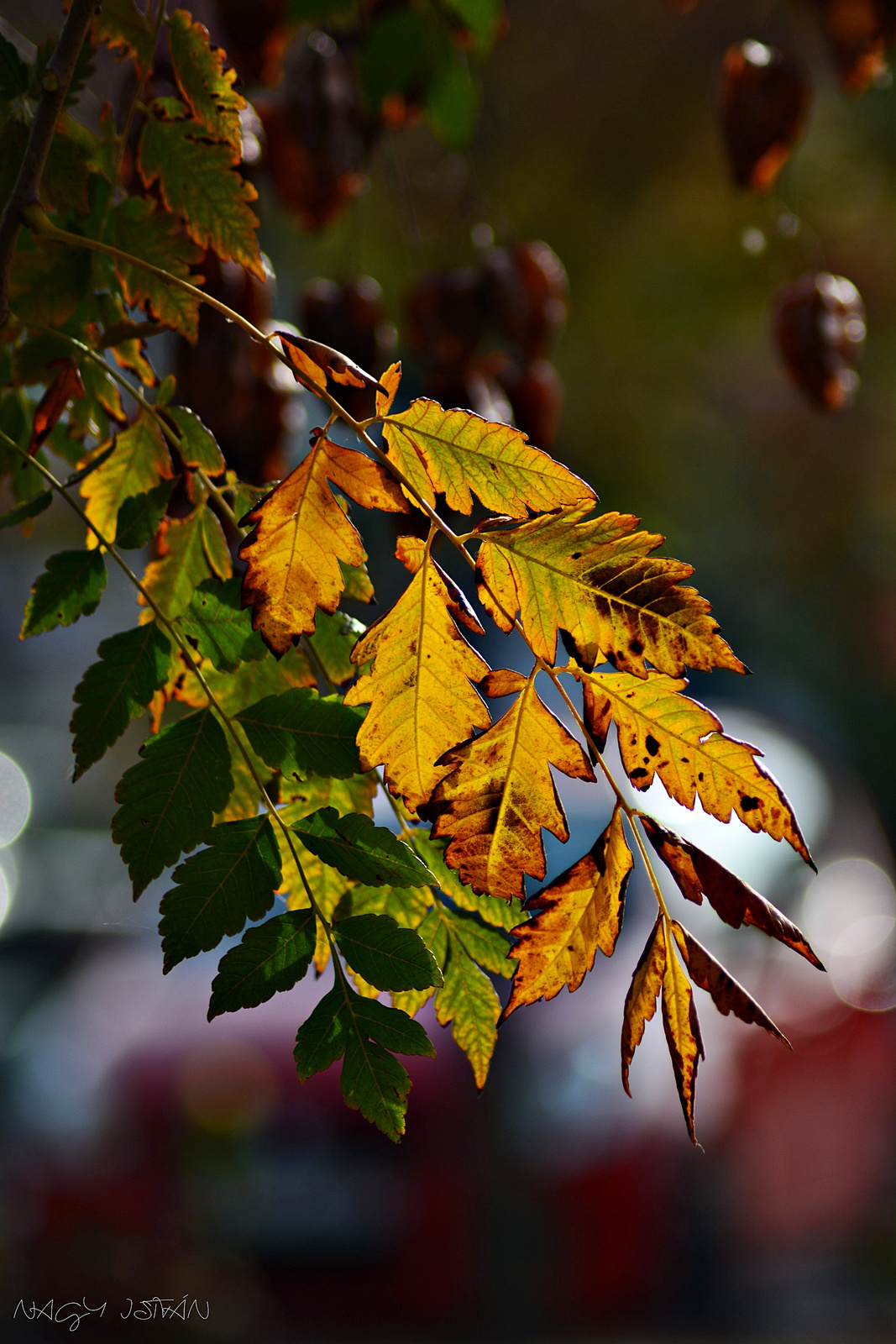 Leaves 0290