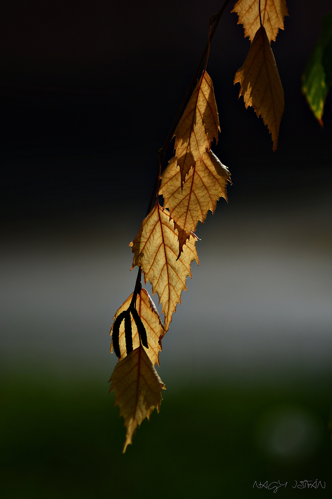 Autumn Leaves Swaying In The Wind
