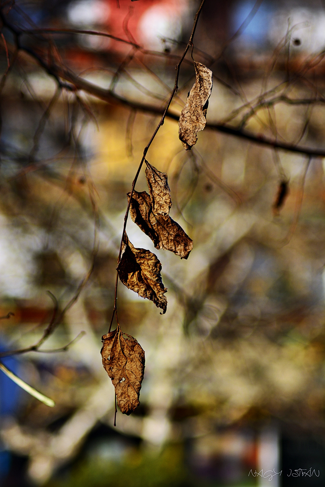 Autumn Leaves 0090