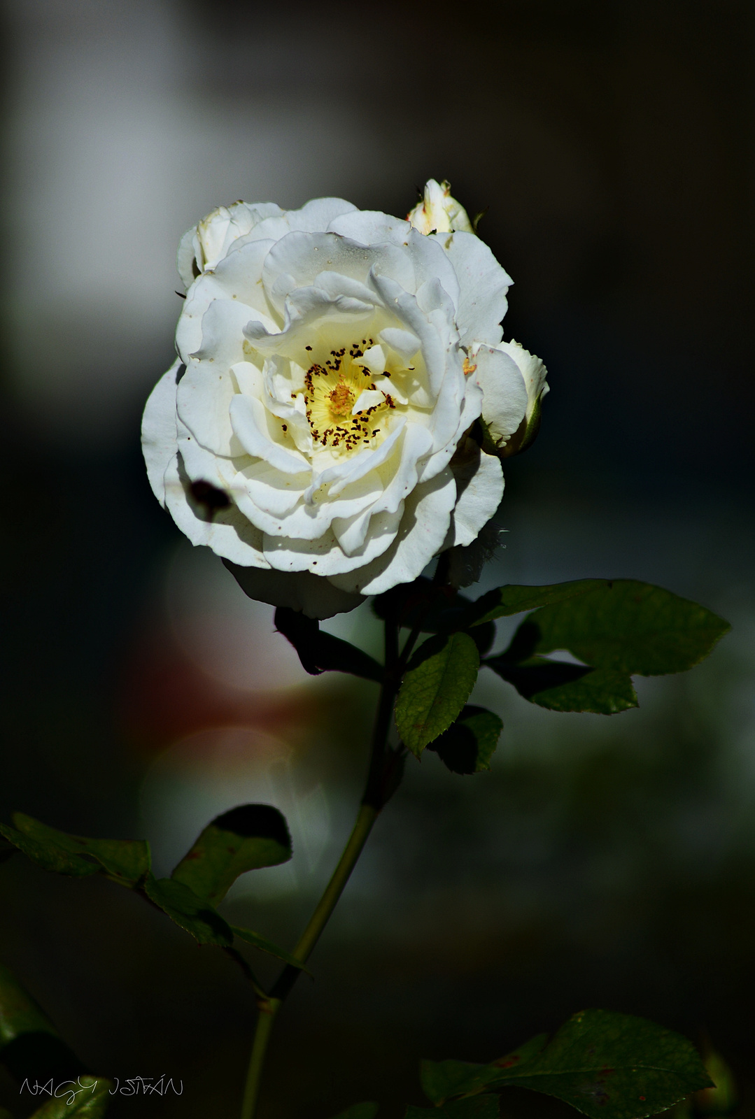 Rose 0053