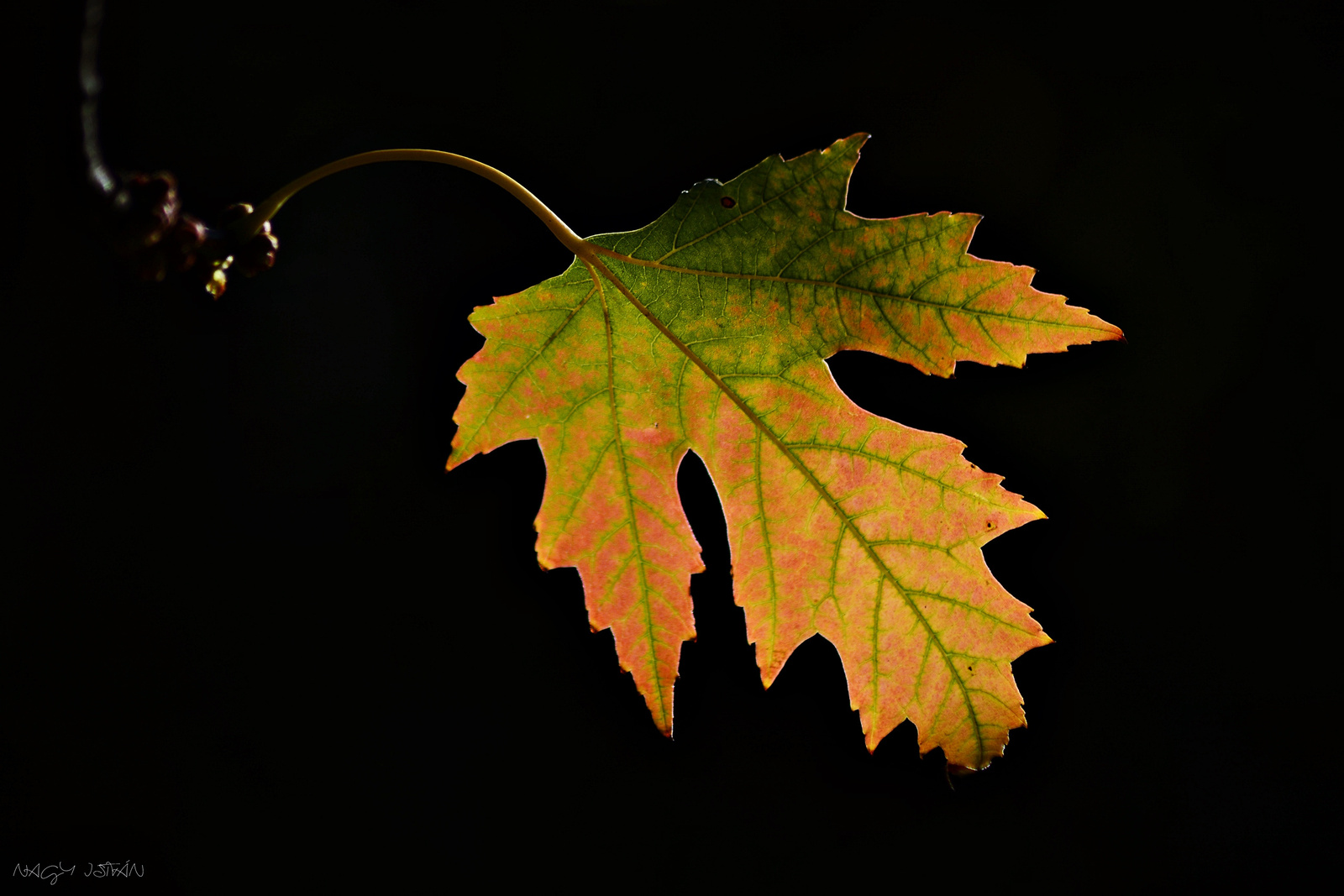 Autumn Leaf 0025