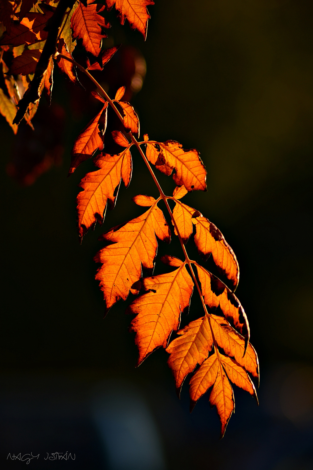 Autumn Leaves 0311