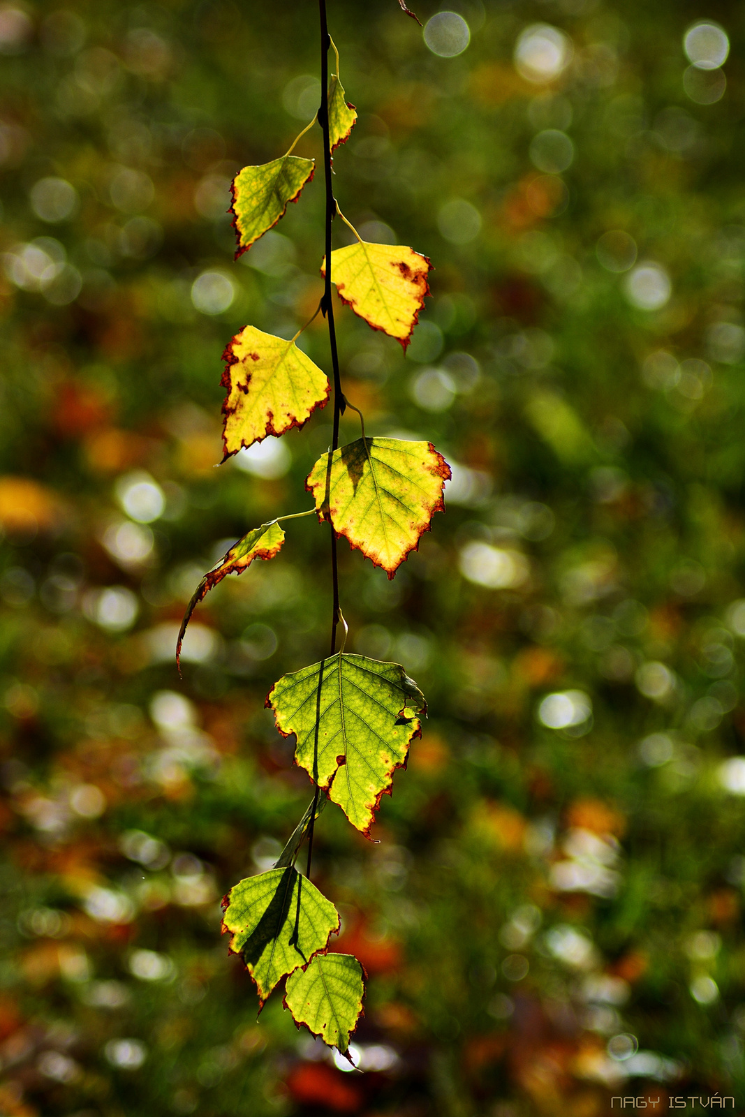 Autumn Leaves 0010