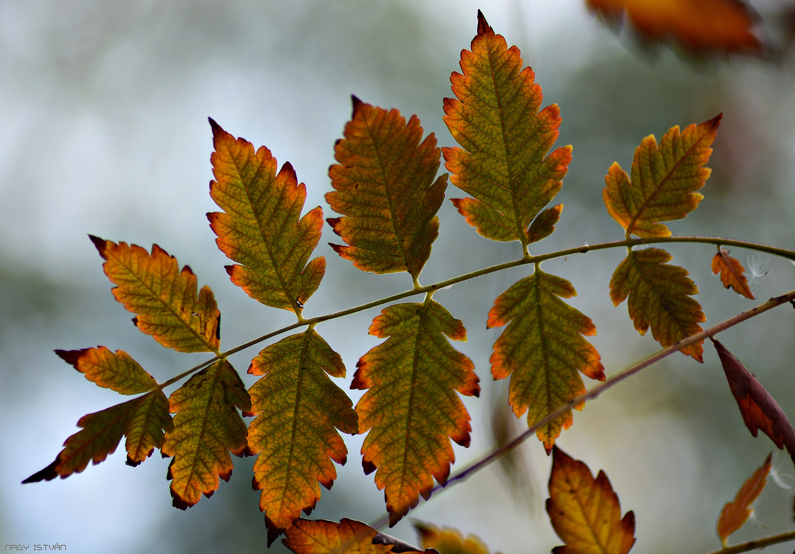 Autumn Leaves 0089