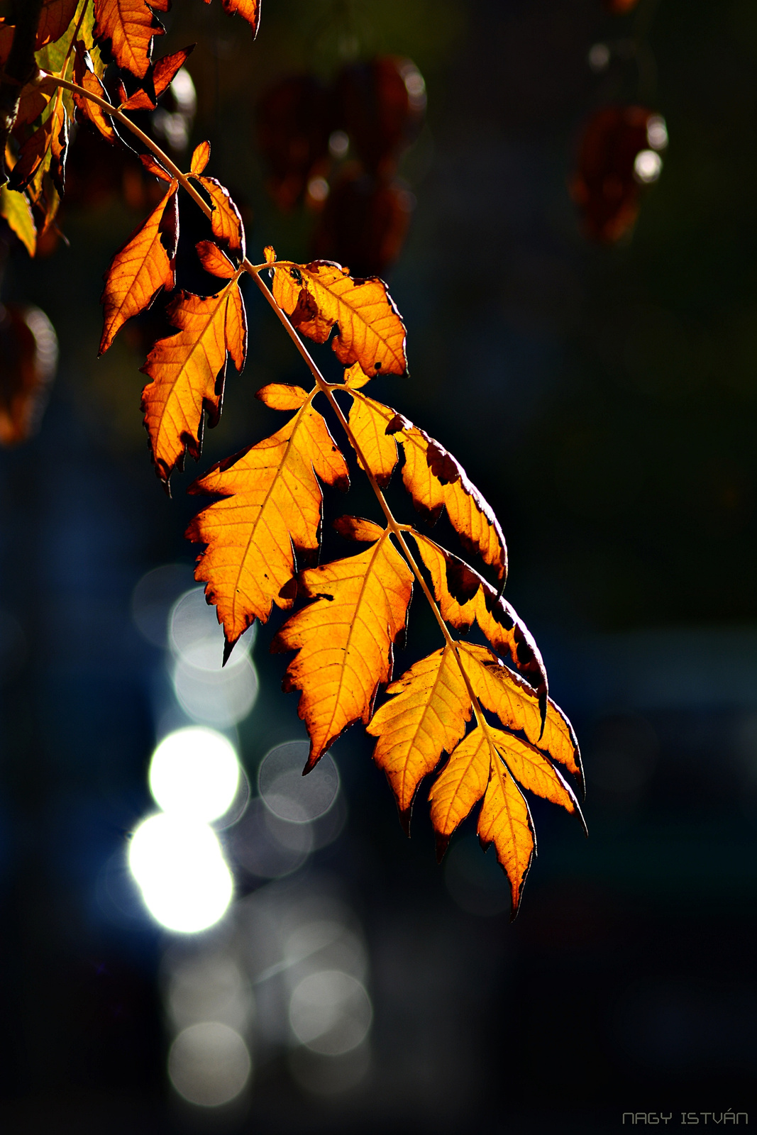 Autumn Leaves 0166