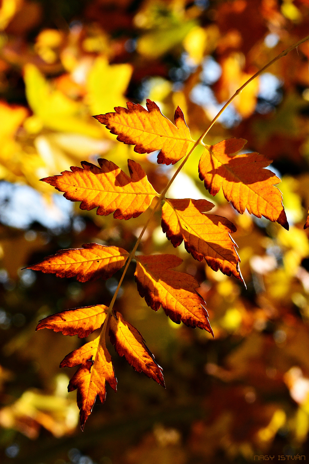 Autumn Leaves 0005