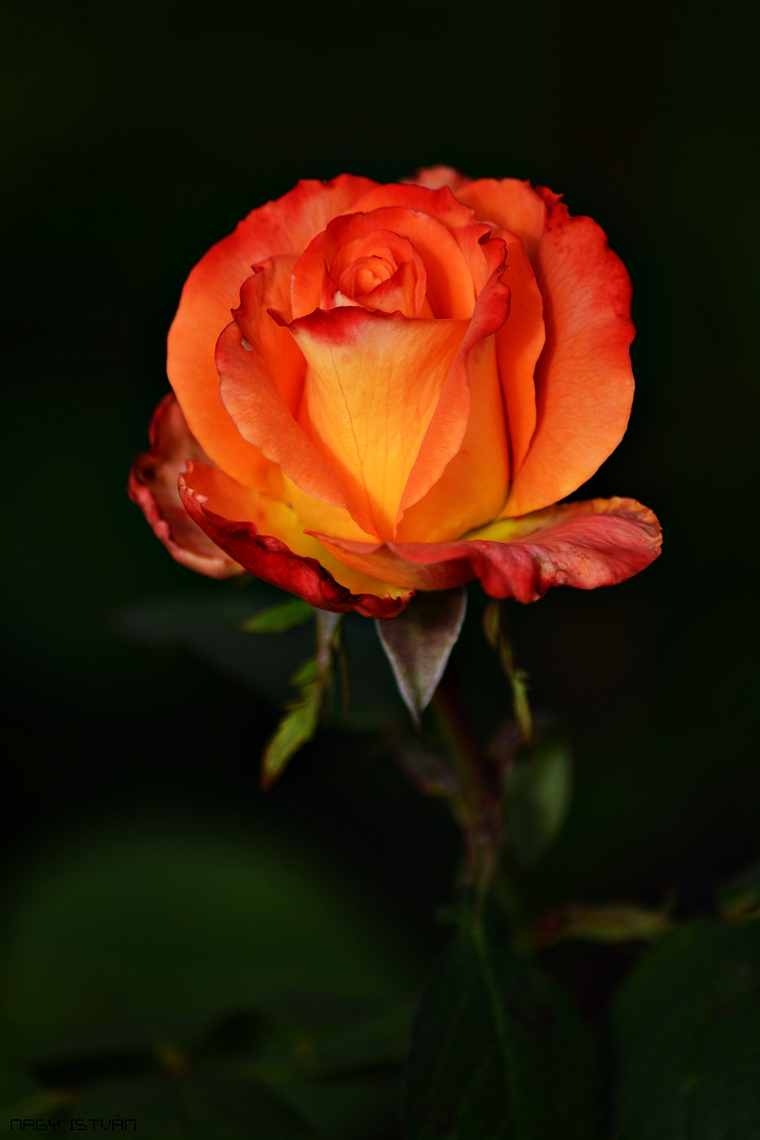 Autumn Rose 0174