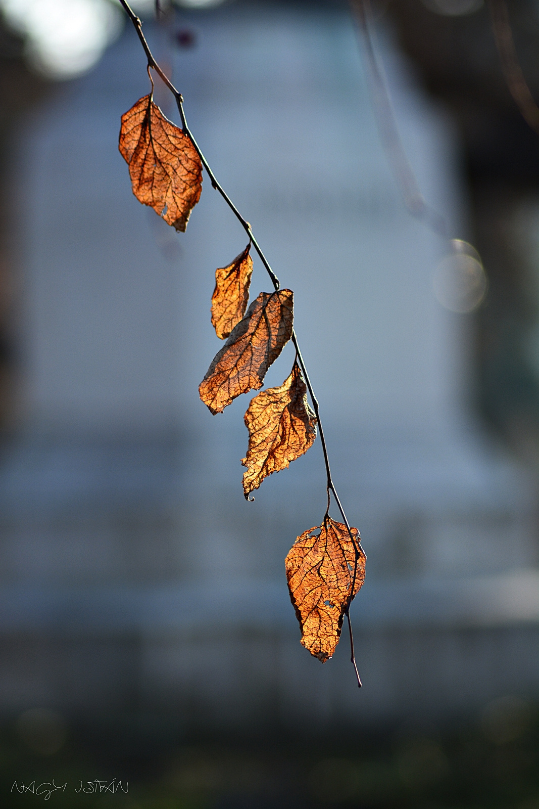 Autumn Leaves 0084