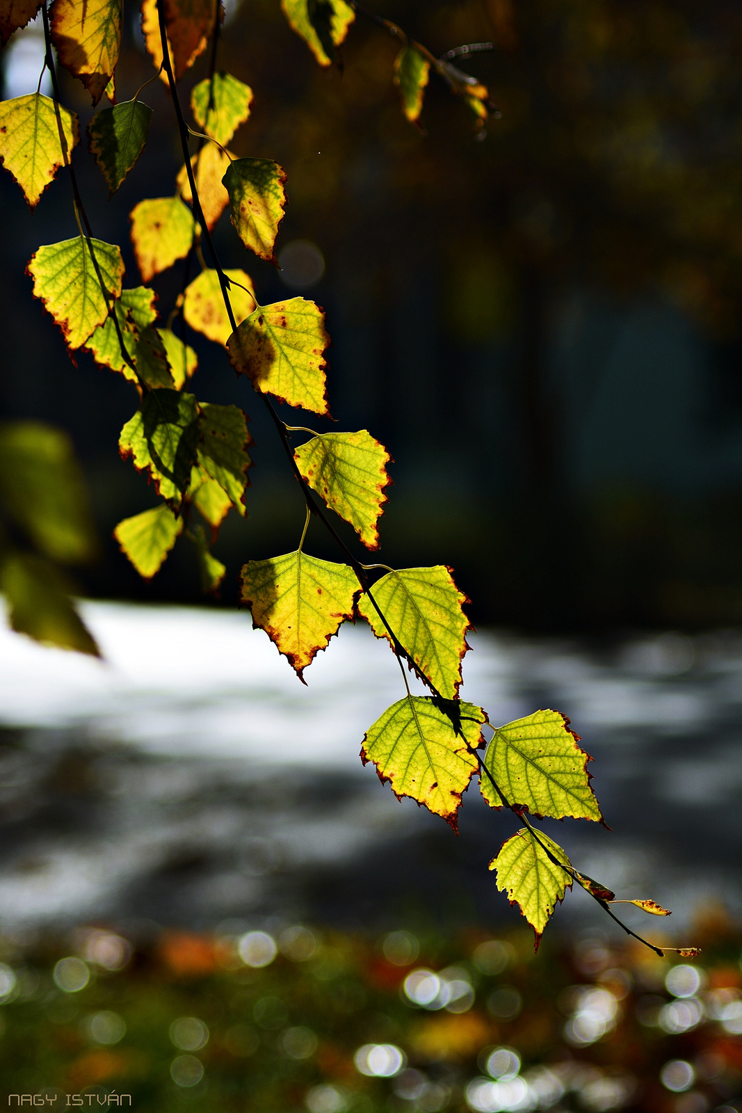 Autumn Leaves 0013