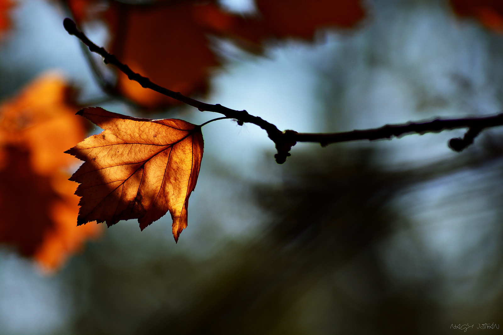 Autumn Leaf 0039
