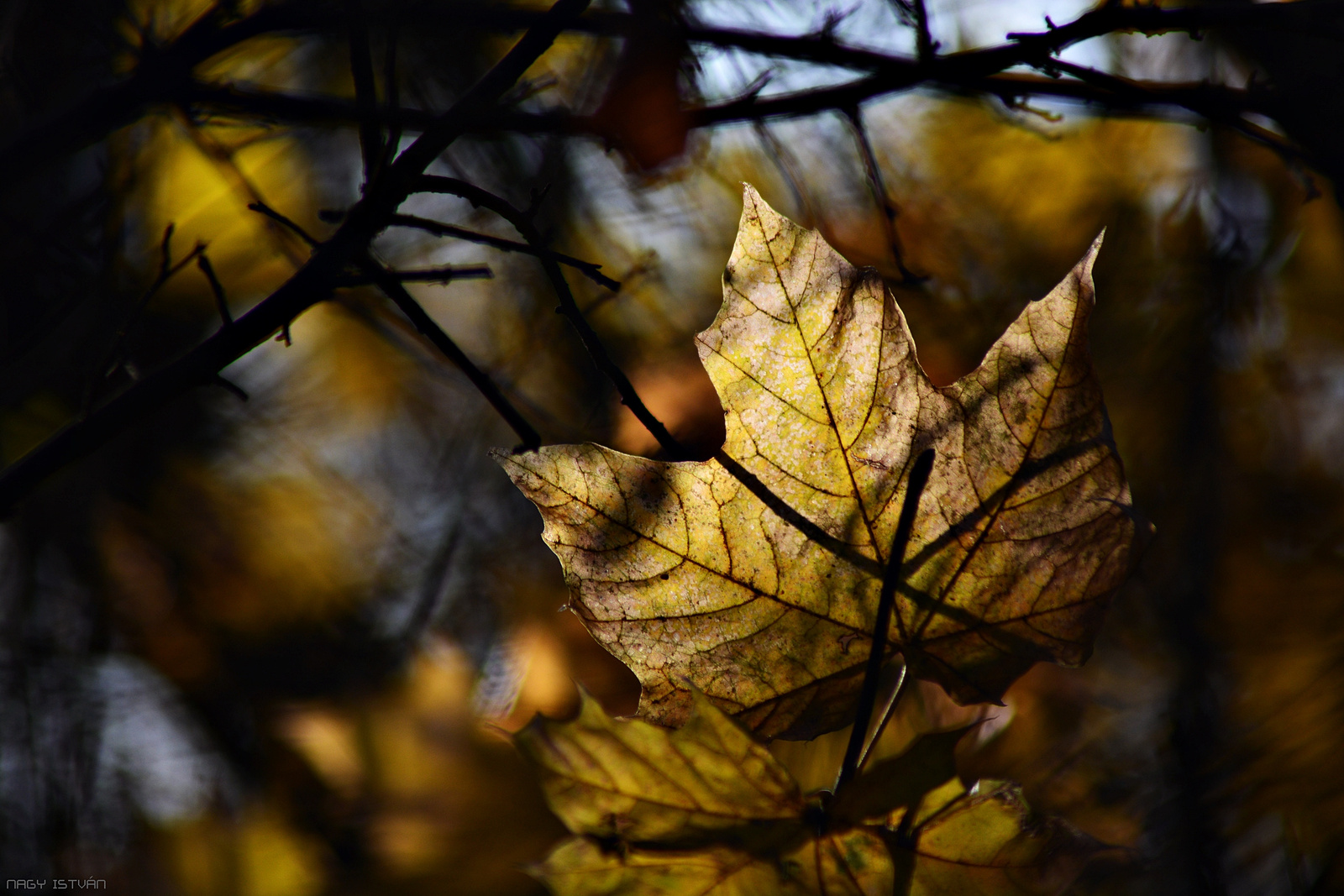 Autumn Leaf 0054