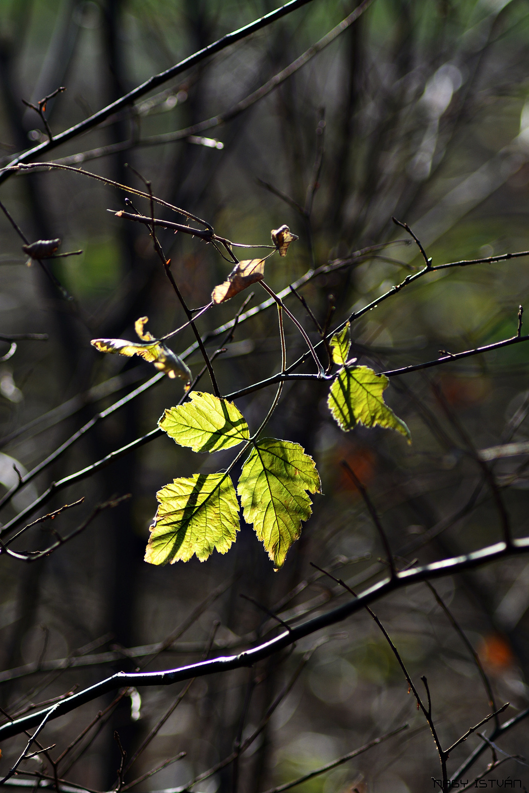 Autumn Leaves 0067