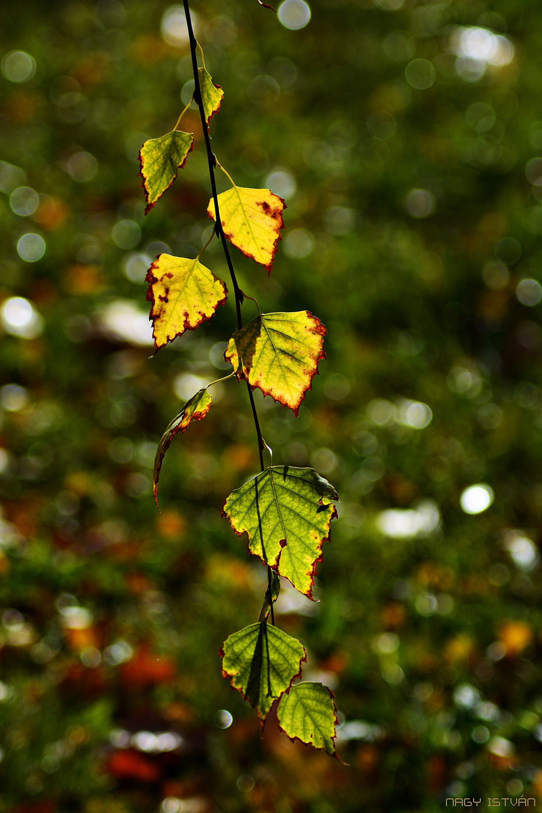 Autumn Leaves 0012