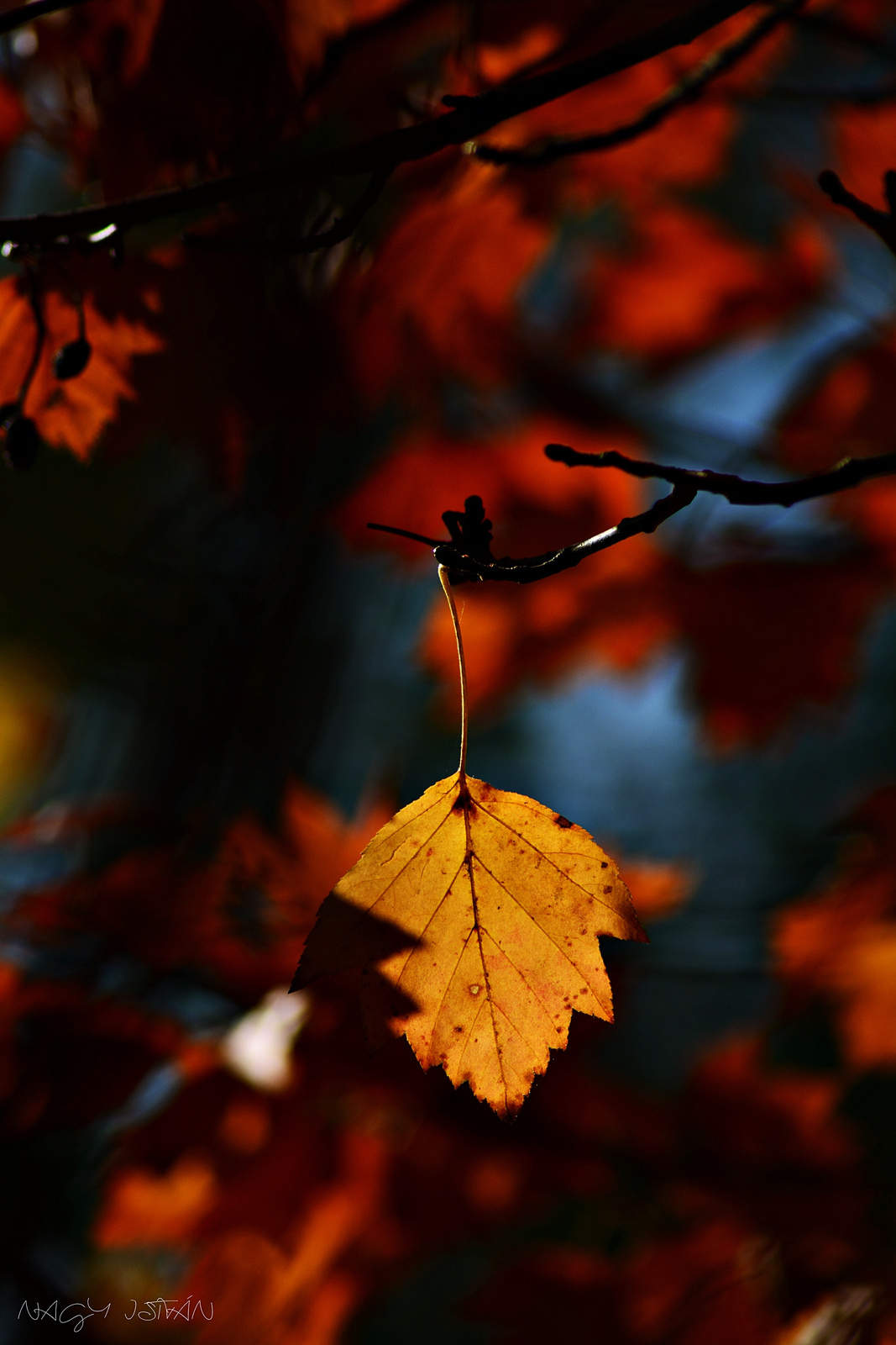 Autumn Leaves 0033