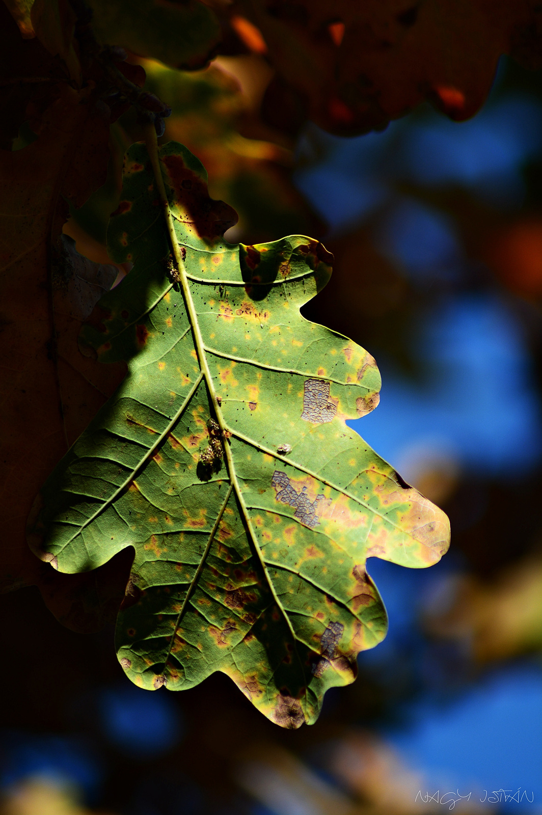 Autumn Leaf 0213
